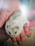 Hamsteri pitici 2 luni