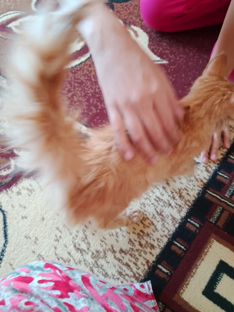 Oğil Zotli juda mehribon va sogʻlom mushukchalar be pul
