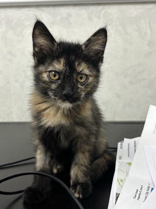 Котенок в самые добрые руки
