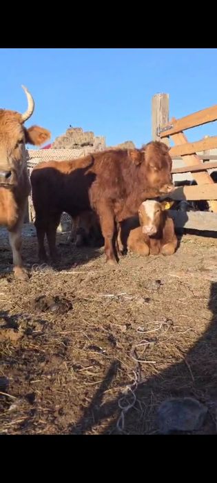 Бұзау, теленок, торпақ, бычок, телочка