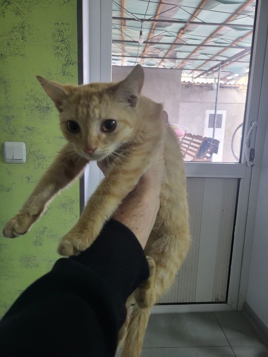 Котята мальчики девочки.