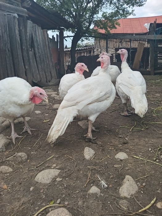 Curcanii de tara naturali 100%