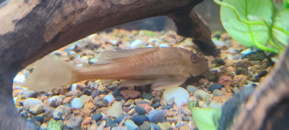 Плекостомус золотой , сомик, размер 12 см