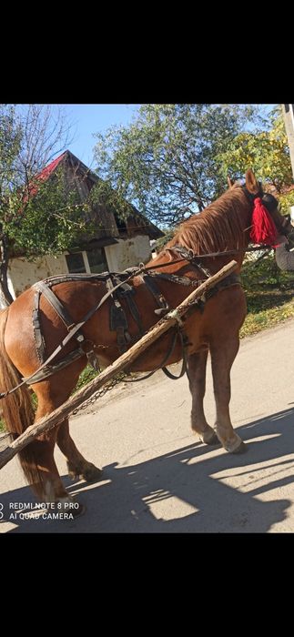 Vând sau schimb mânză de trei ani garantate la căruță gestantă