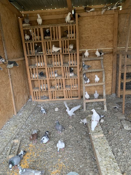 Vand porumbei voiajori