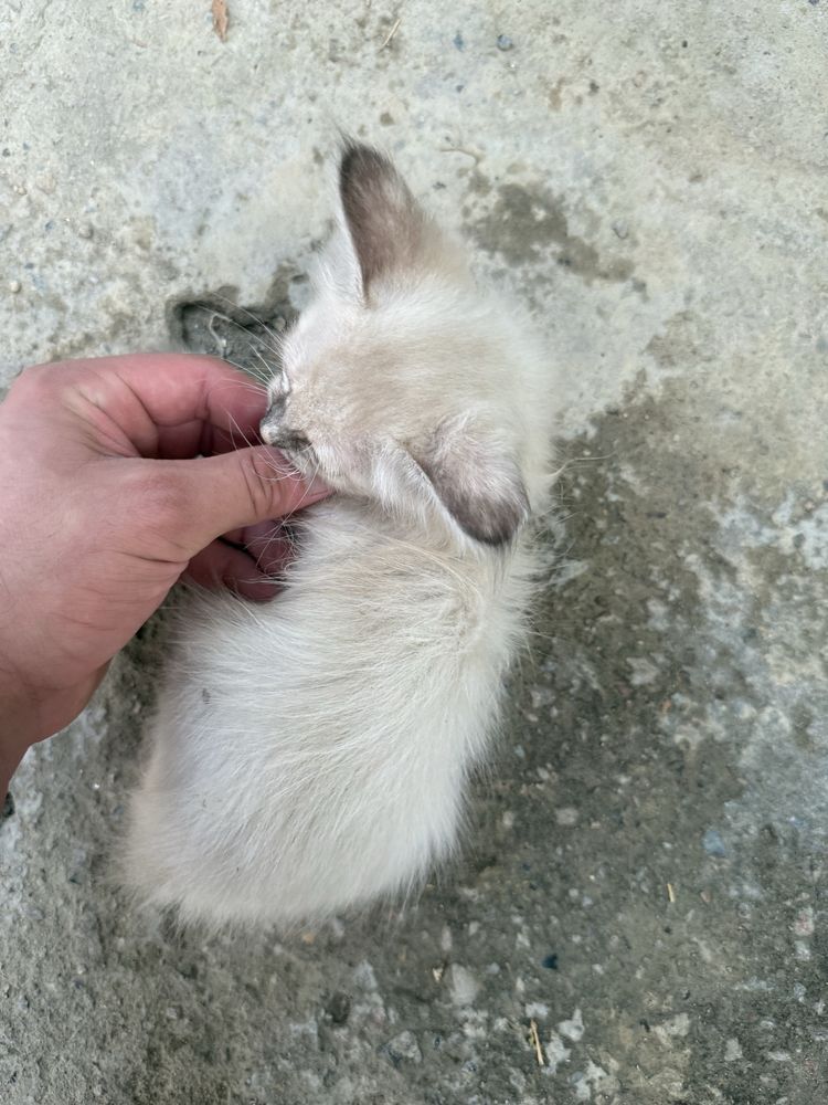Сиамская кошка и котят