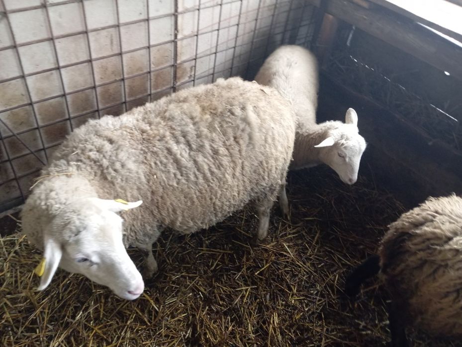 Mia friza  de vanzare