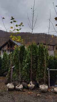 Mesteacan alb Betula , Tei frasin Orice specie de copaci