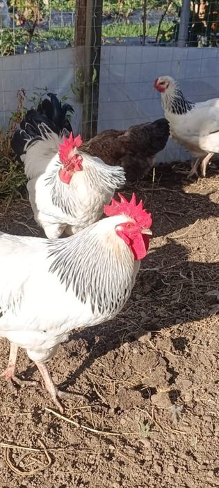 Vând cocoși rasa sussex și australorp