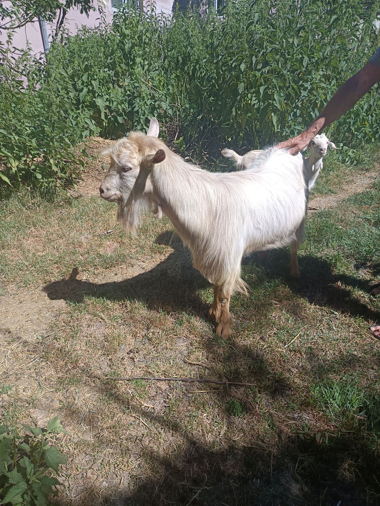Capre de vânzare