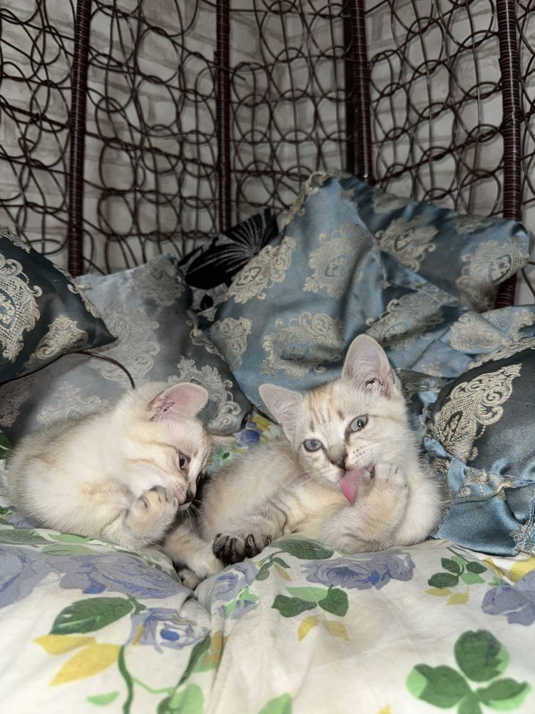 Отдам в добрые руки двух кошечек