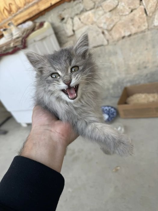 Котёнки, самка и самец, не родственники