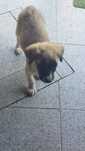 Catei pentru adoptie