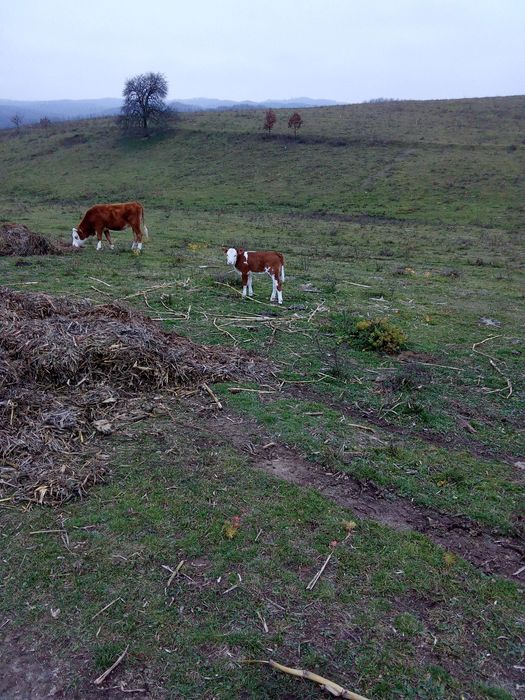 Disponibil trei bucăți