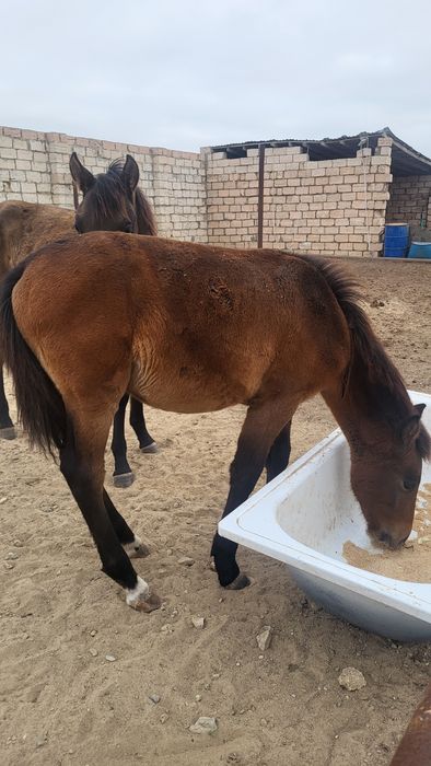 Жылкы  жабағы  ,,