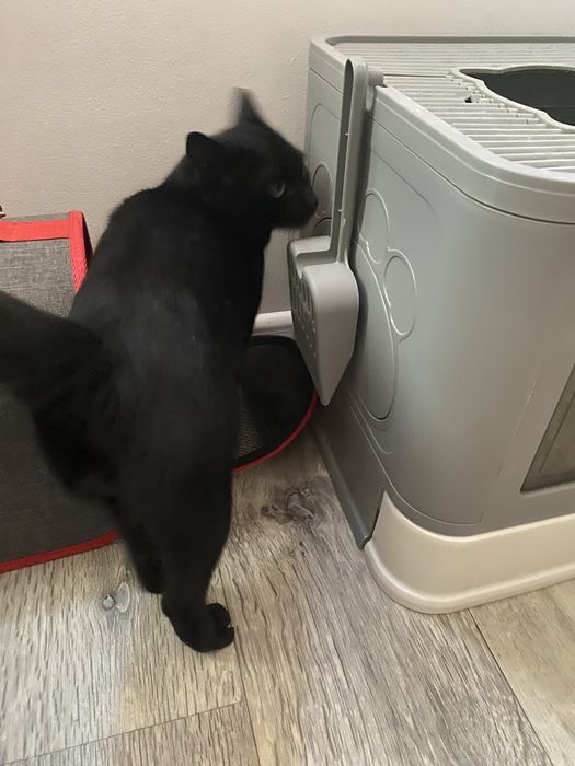 Отдам в хорошие руки в связи с переездом