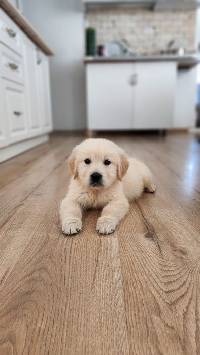 Golden Retriever cu pedigree, 8 saptamani vaccinat si deparazitat