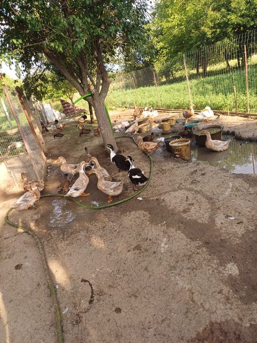 Rate macaitoare de vanzare