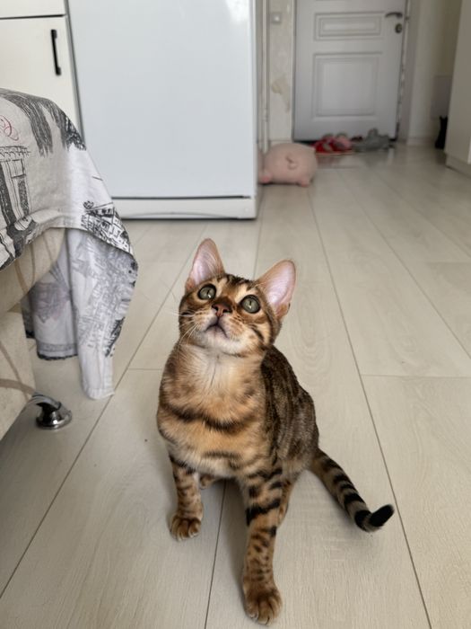 Чистокровный Бенгал 6месяцев, привитый