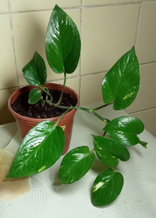 Продам. Сциндапсус золотистый.