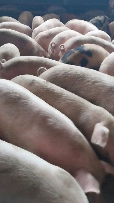 Продавам Бели Домашни Прасета