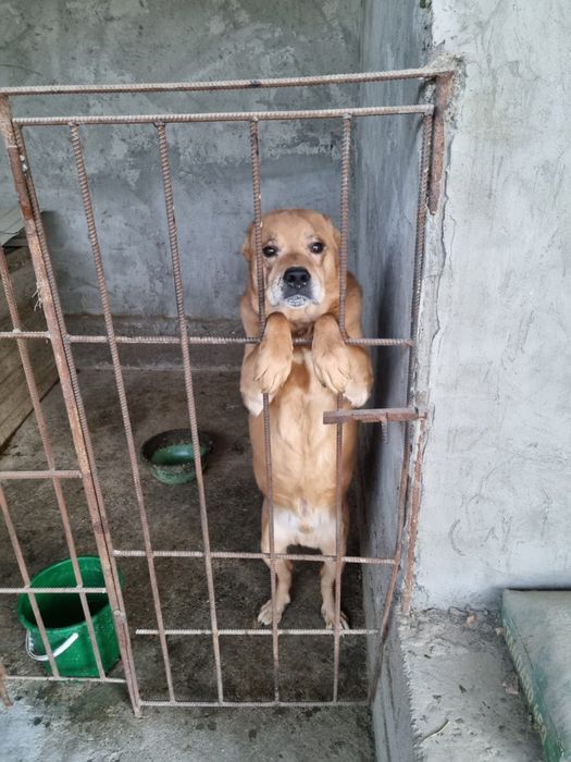 Собака Бесплатно