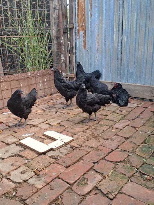 Gaini australorp