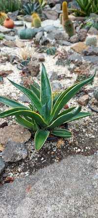 Агаве десметиана agave desmettiana