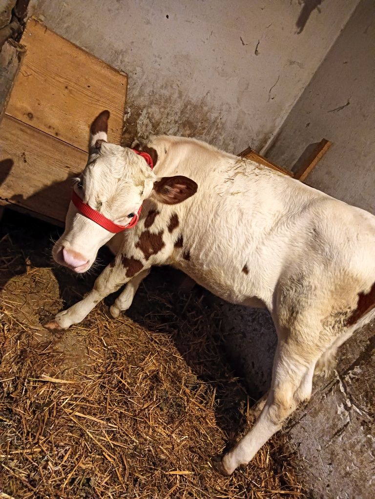 De vânzare vițică de 4 luni