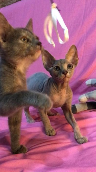 Котята породы Сфинкс. 2,5 месяца .