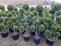 Poze reale  !!! Palmier, photinia red robin, ienupar tarator, buxus