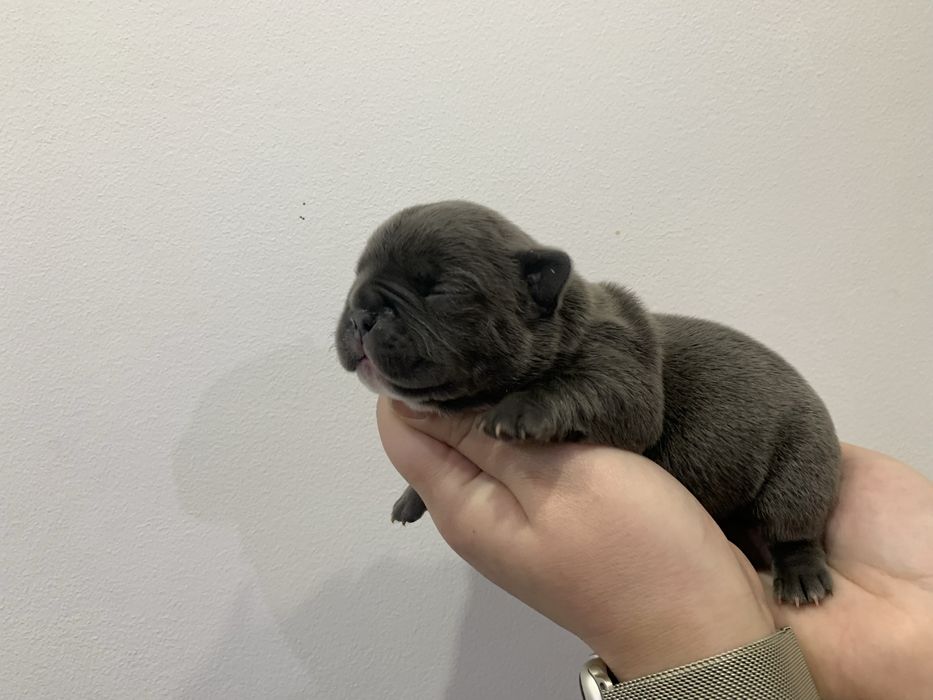 Френски Булдог French Bulldog Blue