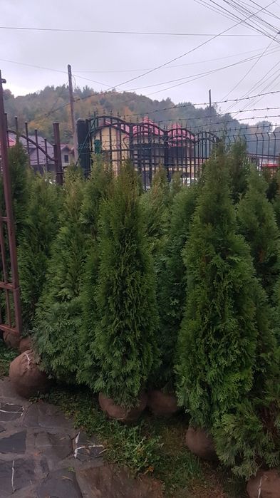 Tuia smarald 1.50m 1.70m aclimatizata calitate extra