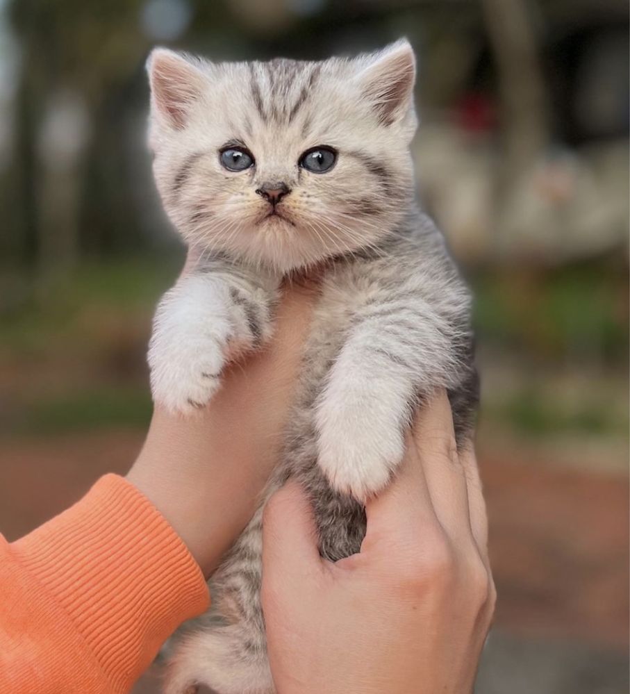 British shorthair tabby