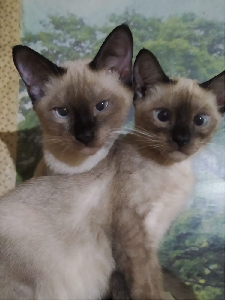 Отдам даром котят в добрые руки!