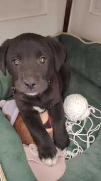Câine Labrador retriever din familie cu pedigree