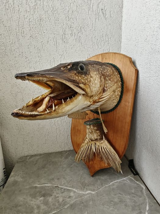 Trofeu știucă împăiată peste 23-28kg