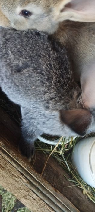 Кояндар сатылады. Продаются крольчата,1,5 месяца