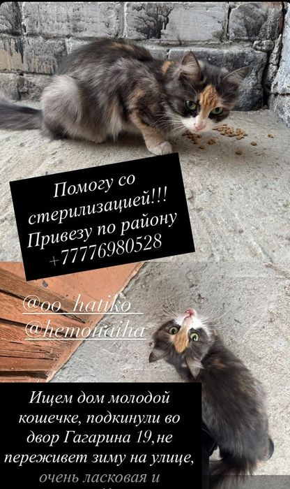 Кошечка ищет дом