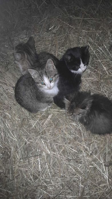 Donez trei pisicuțe