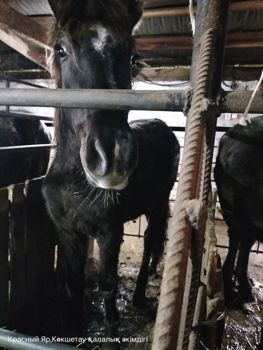 Тай сатылат семиз ОТК тур 540мын