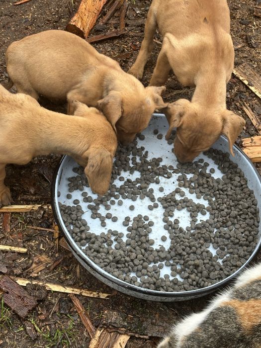 Подарявам кученца