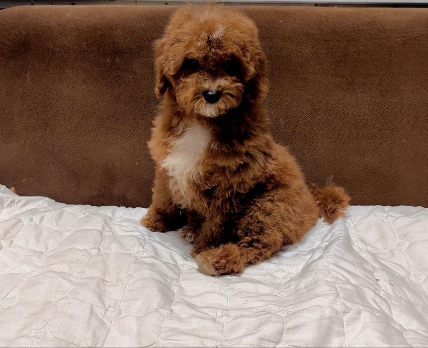 Девочка, пудель, Ред Браун