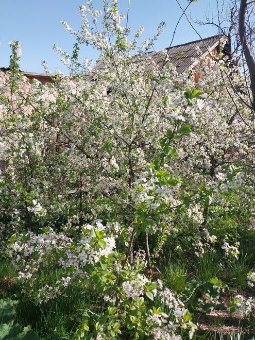 Дом огород сад сженцы