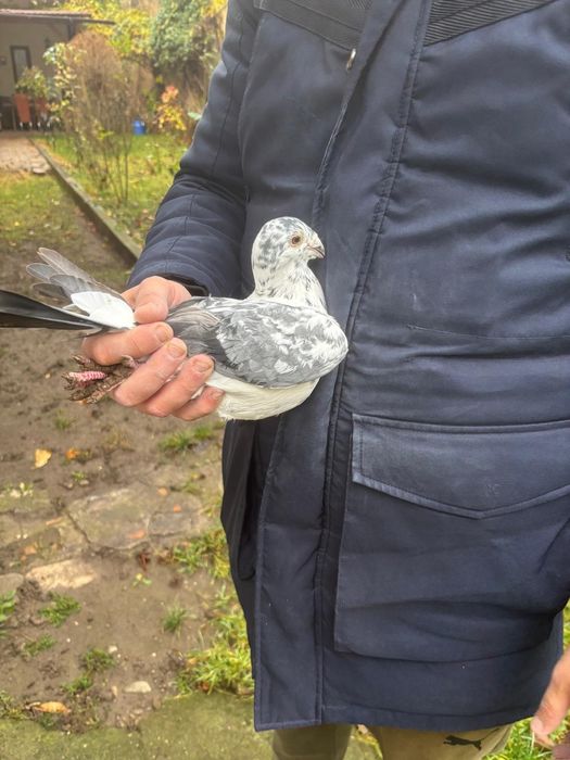 Vand voiajori ornament