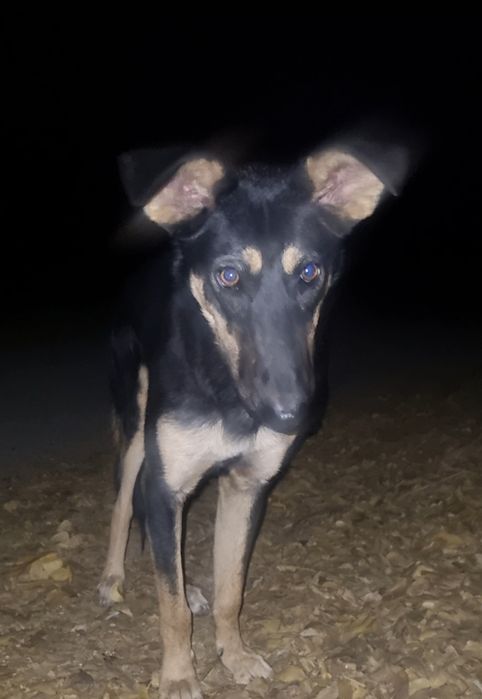 Лео ищет дом. Доставлю!