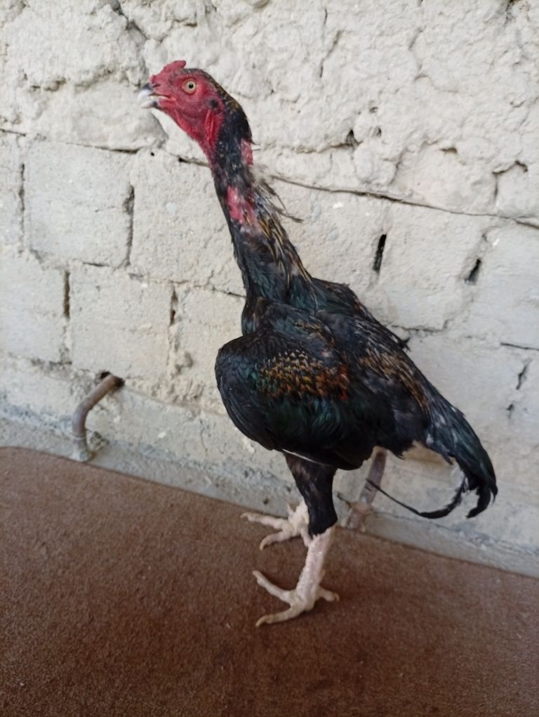 Dakan juja sotiladi