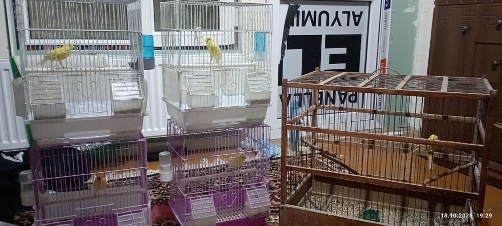 Канарейка нар зорр