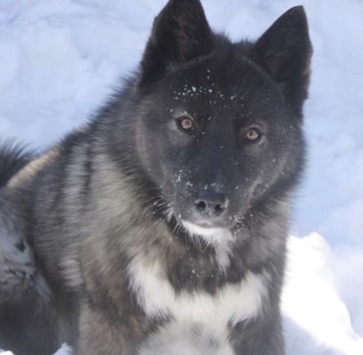 Кобель российско-еврапейская овчарка