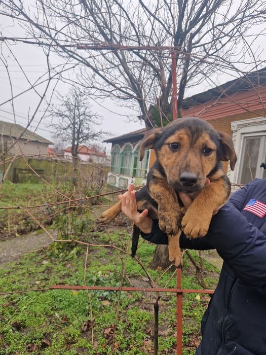 Ofer spre adopție un catelus cuminte